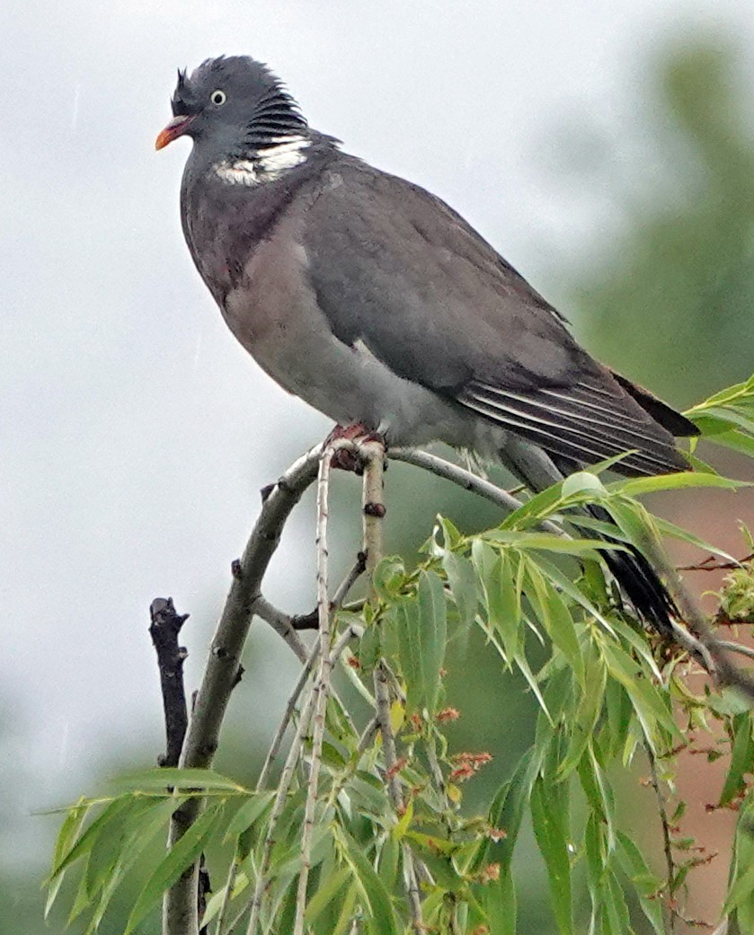 Common Wood-Pigeon - ML619511392