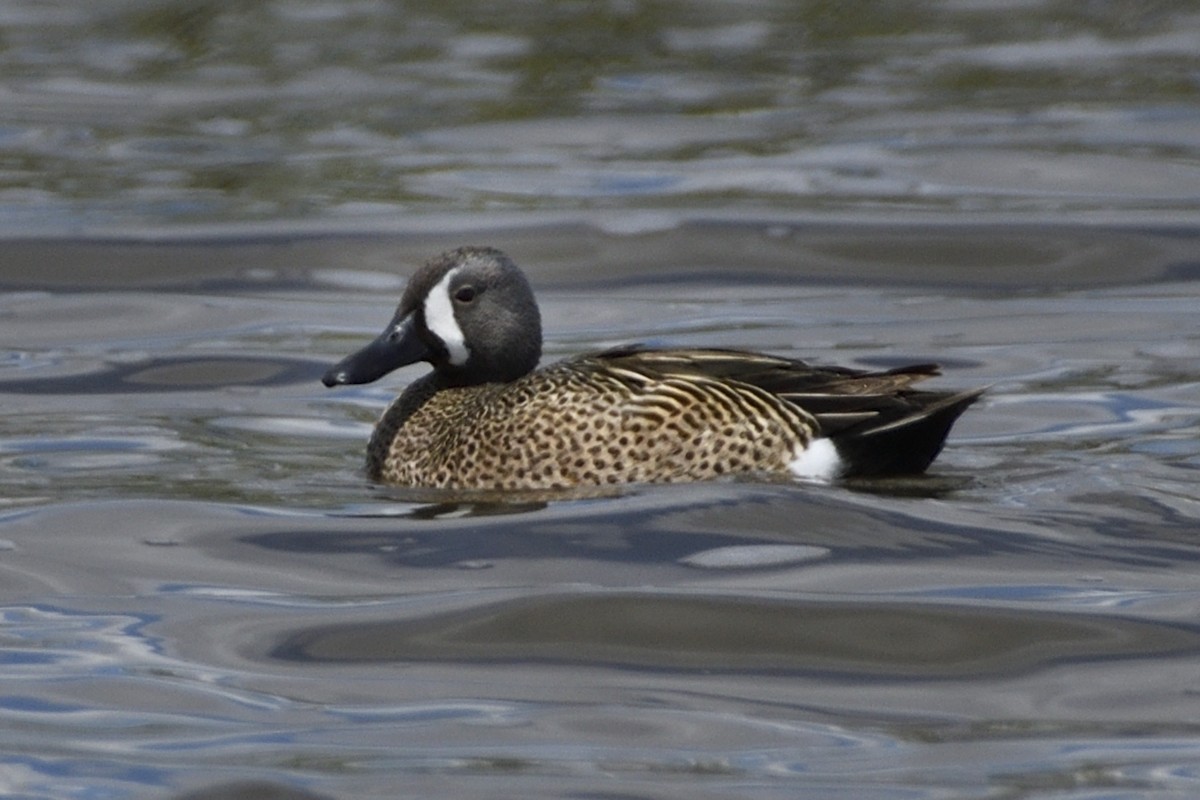 Blue-winged Teal - ML619511464