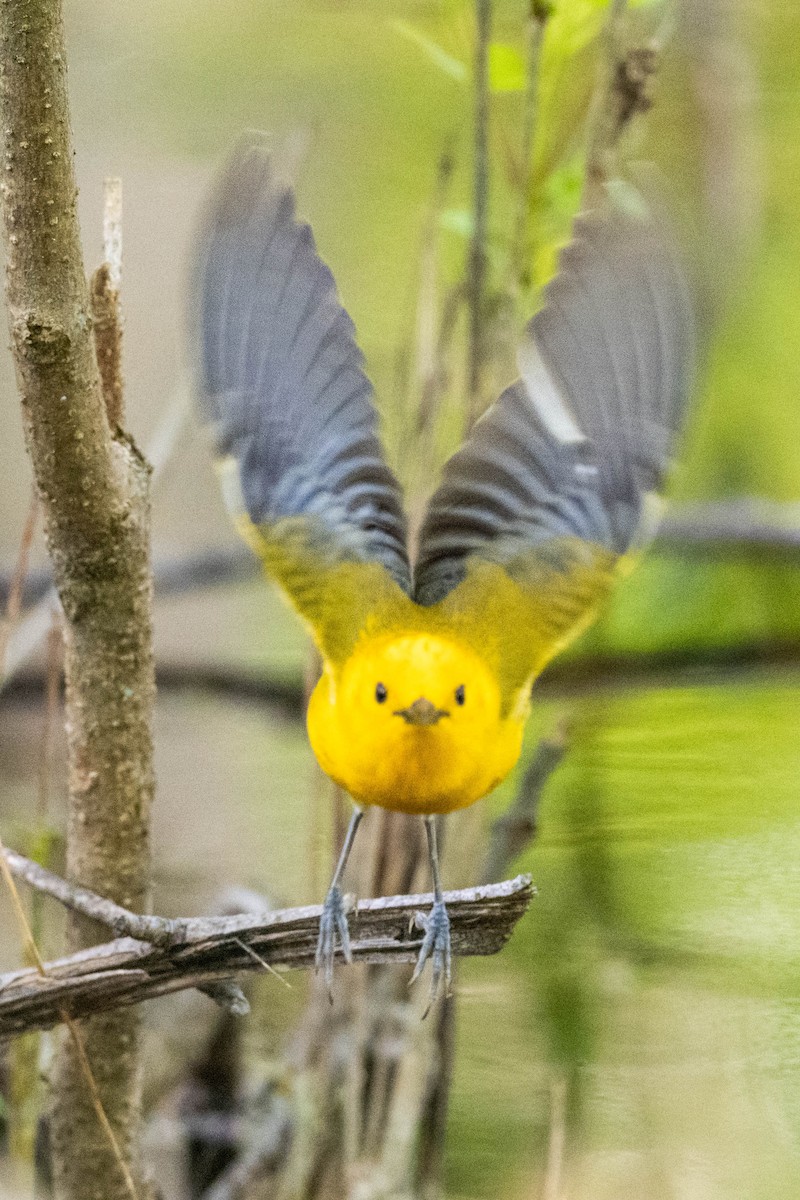 Prothonotary Warbler - ML619511474