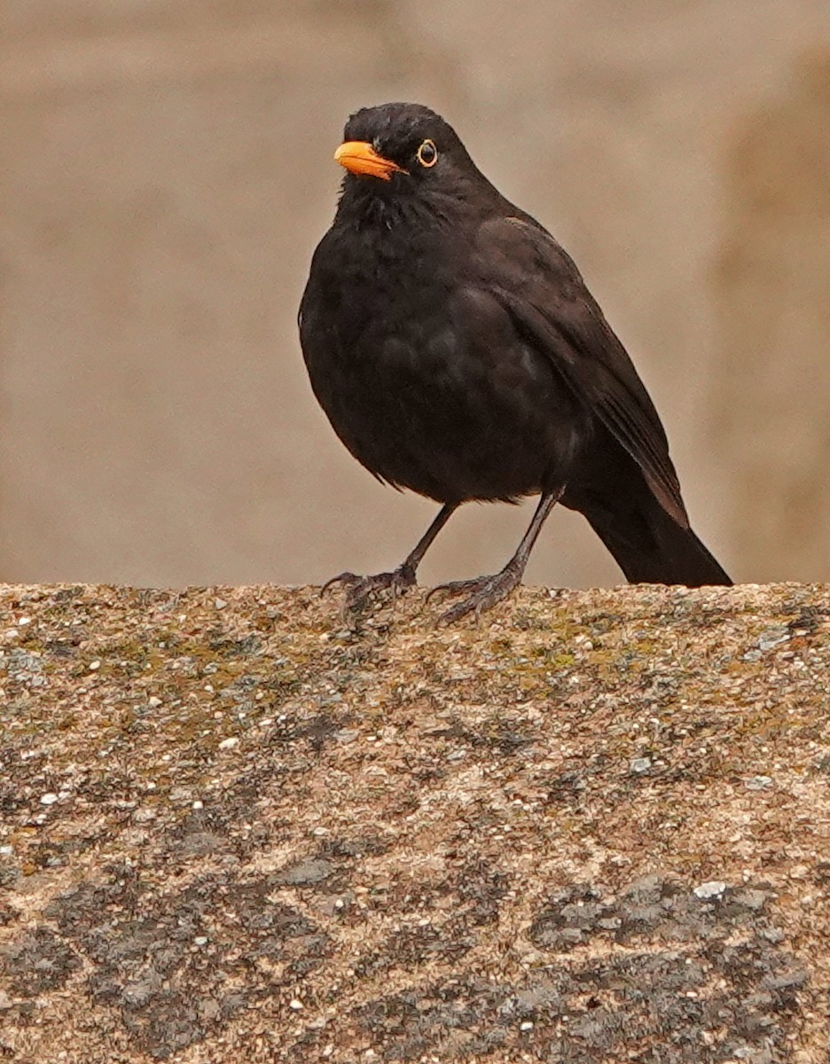 Eurasian Blackbird - ML619511484