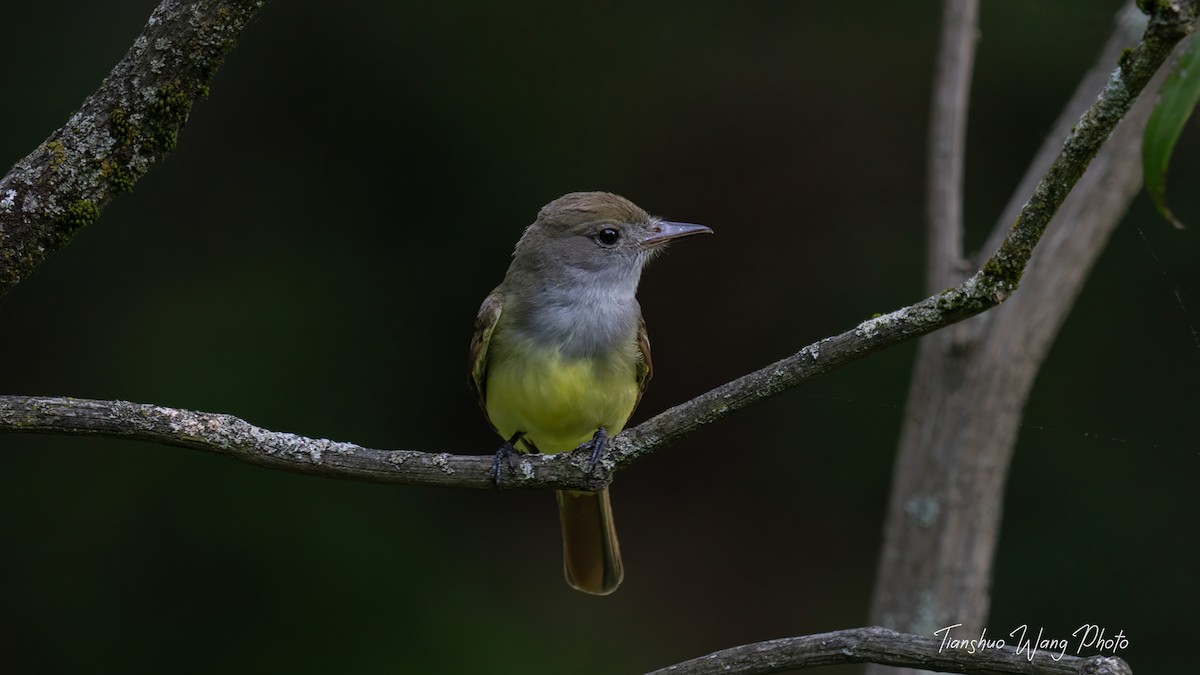 Great Crested Flycatcher - ML619511492