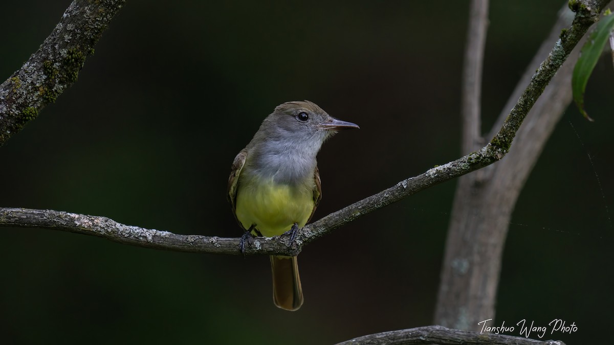 Great Crested Flycatcher - ML619511493