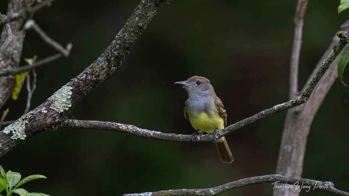 Great Crested Flycatcher - ML619511502