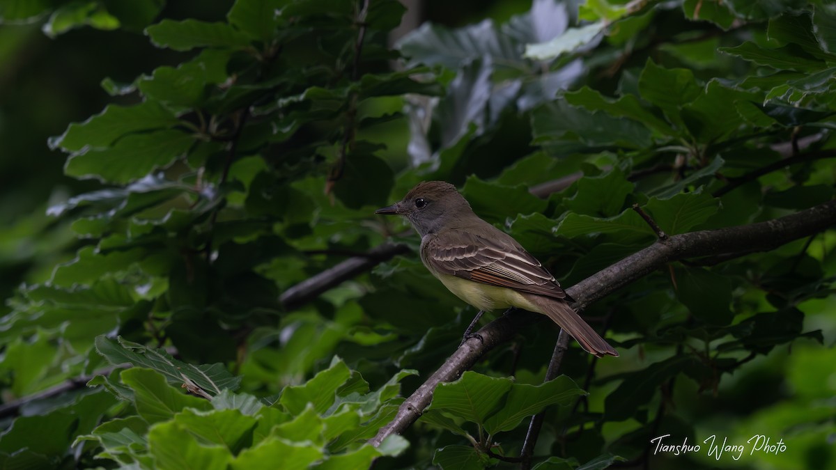Great Crested Flycatcher - ML619511503