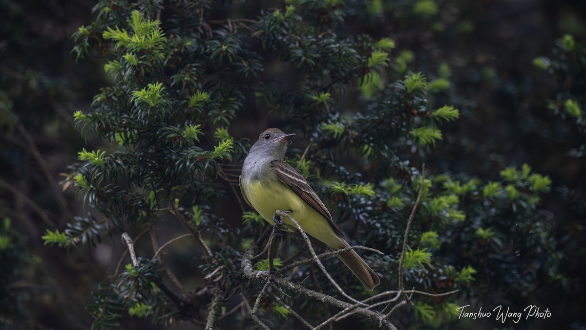 Great Crested Flycatcher - ML619511507
