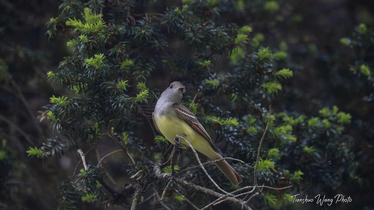 Great Crested Flycatcher - ML619511508