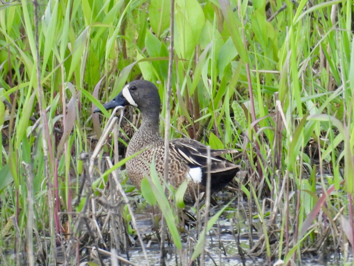 Blue-winged Teal - ML619511526