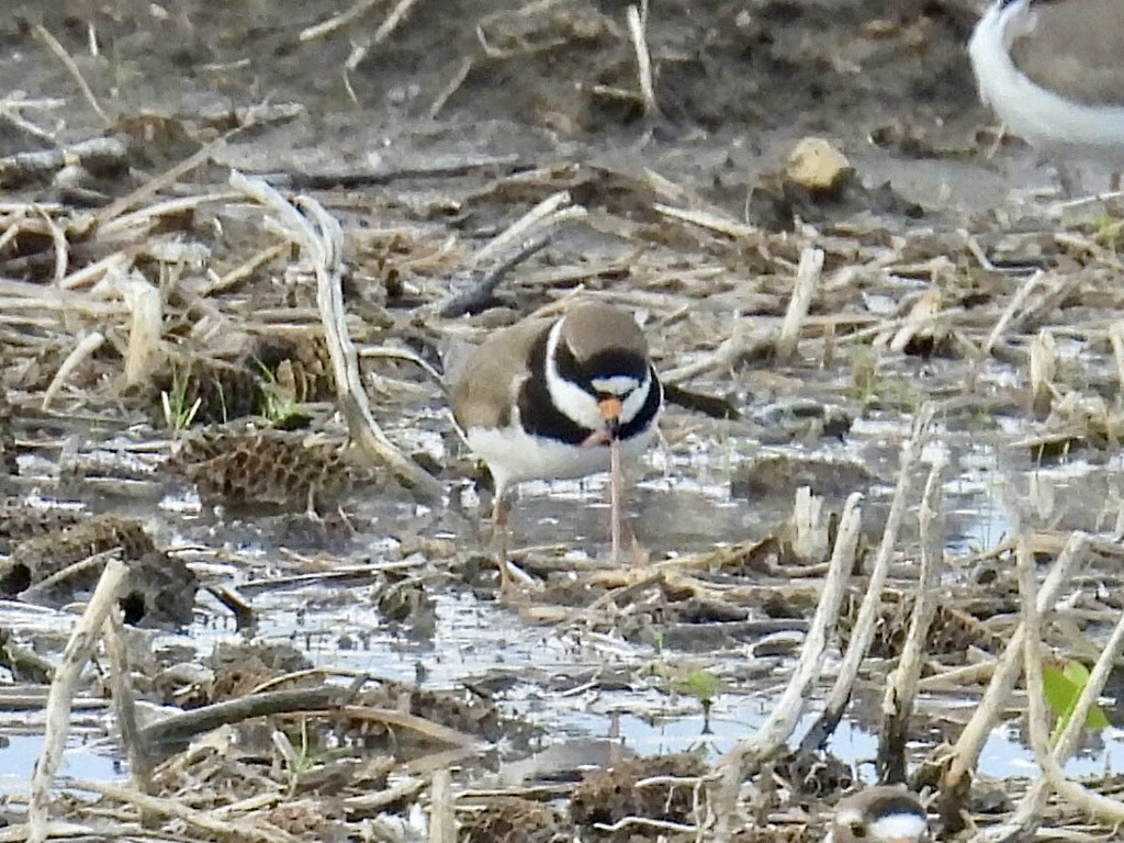 Semipalmated Plover - ML619511549
