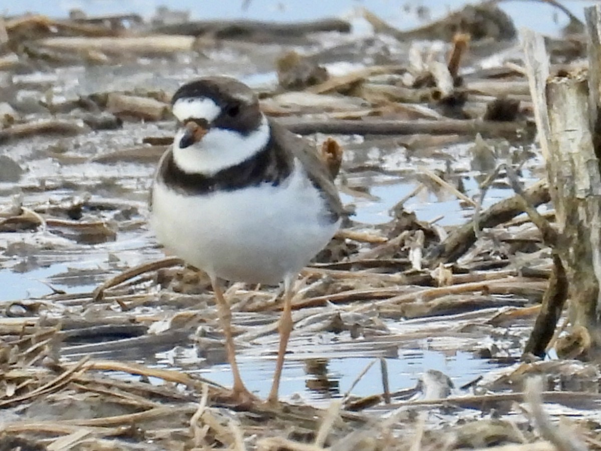 Semipalmated Plover - ML619511550