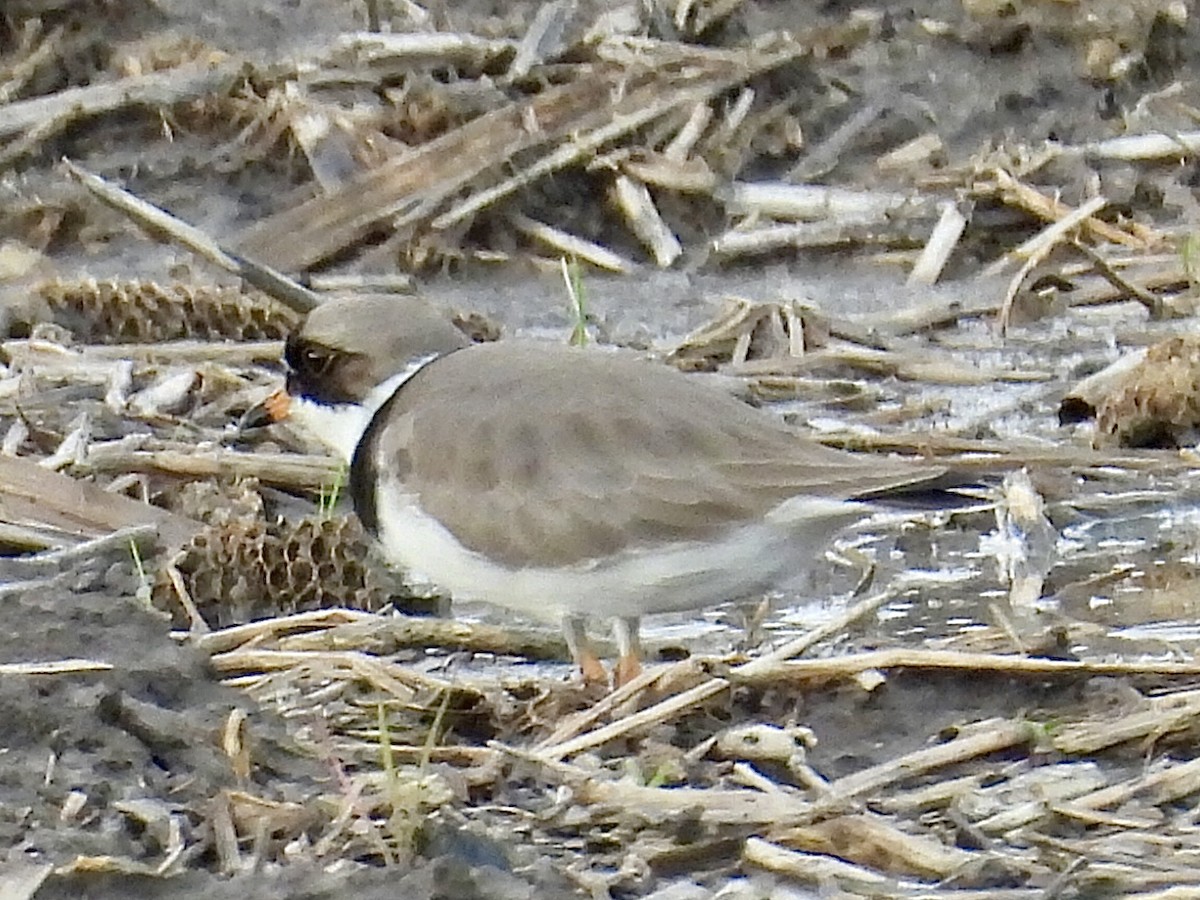 Semipalmated Plover - ML619511552