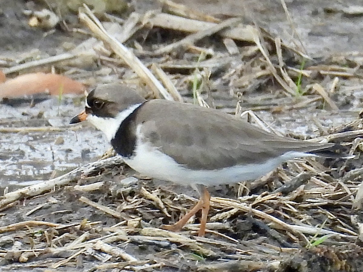 Semipalmated Plover - ML619511555