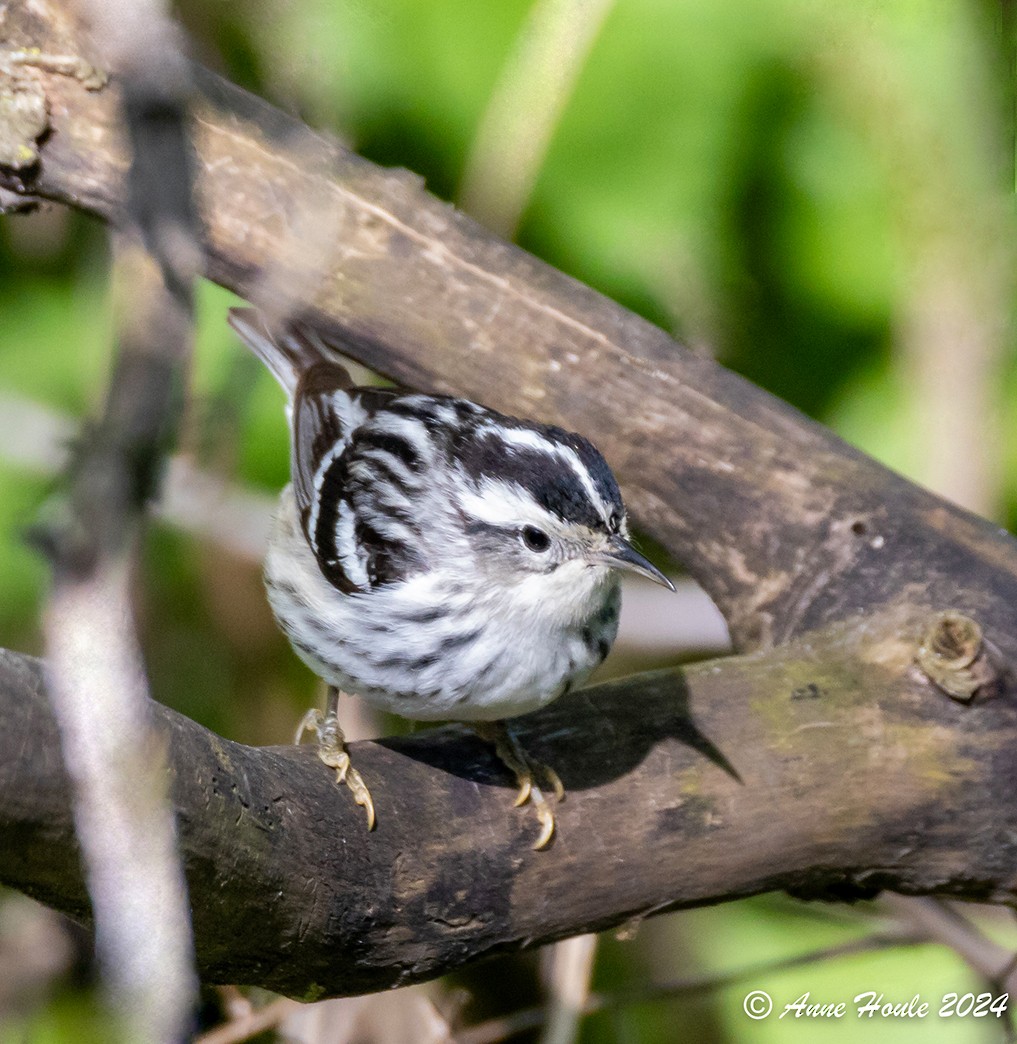Black-and-white Warbler - ML619511578
