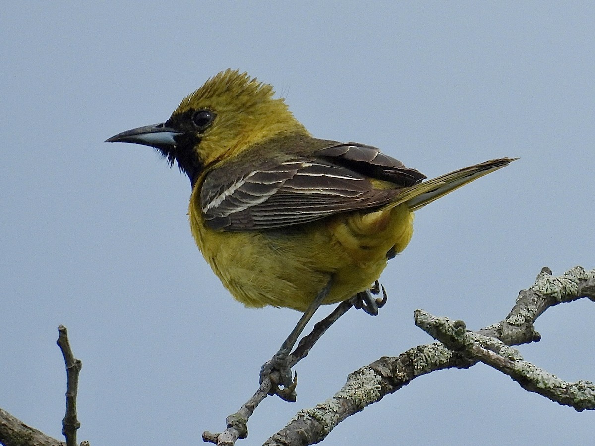 Orchard Oriole - ML619511593