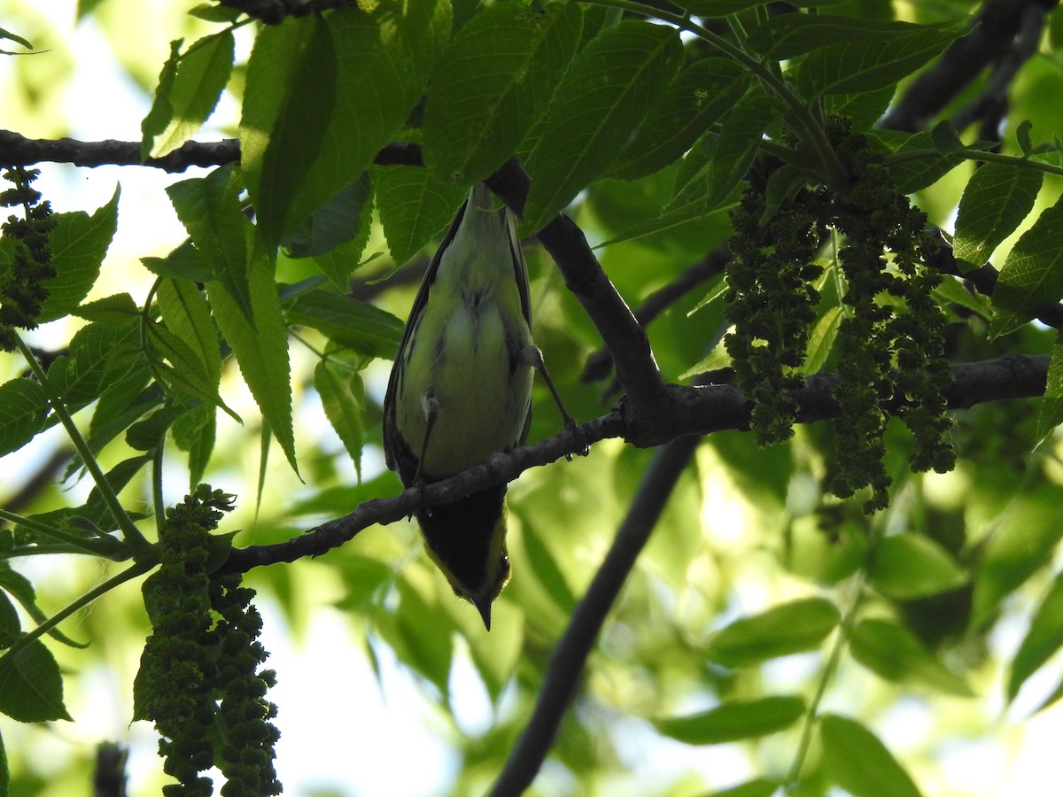 Black-throated Green Warbler - ML619511594