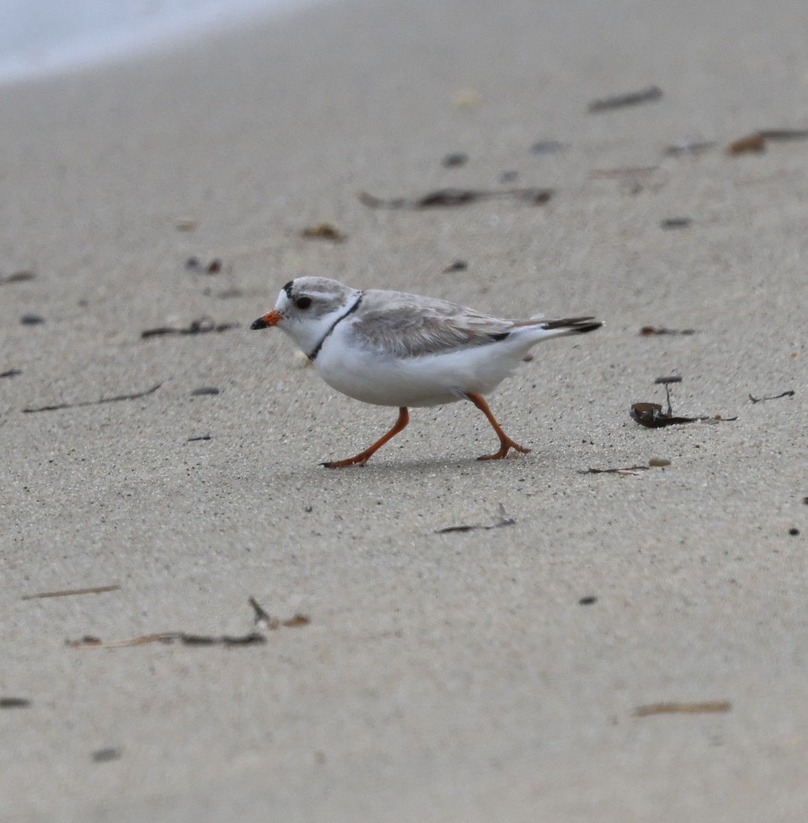 Piping Plover - ML619511612