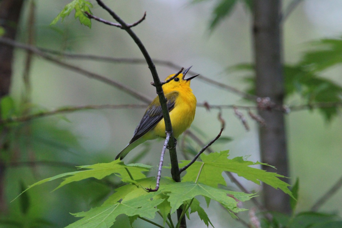 Prothonotary Warbler - ML619511617
