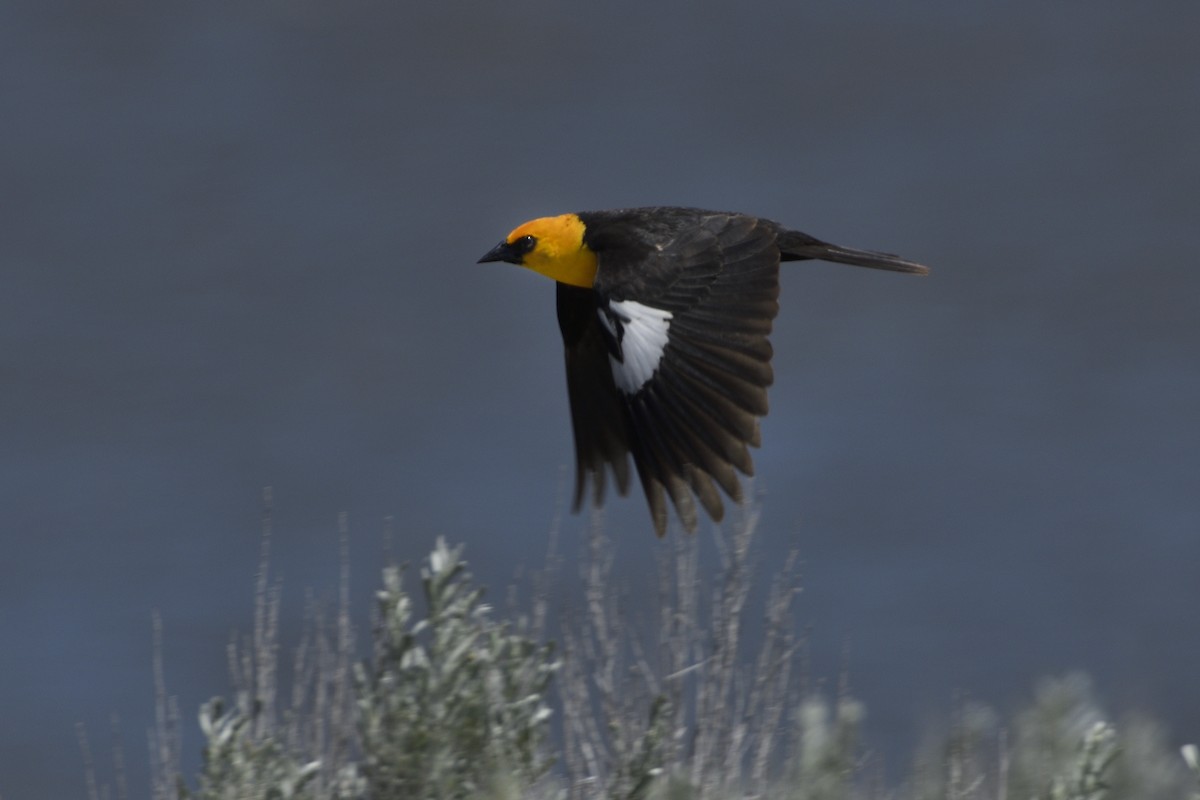 Yellow-headed Blackbird - ML619511622