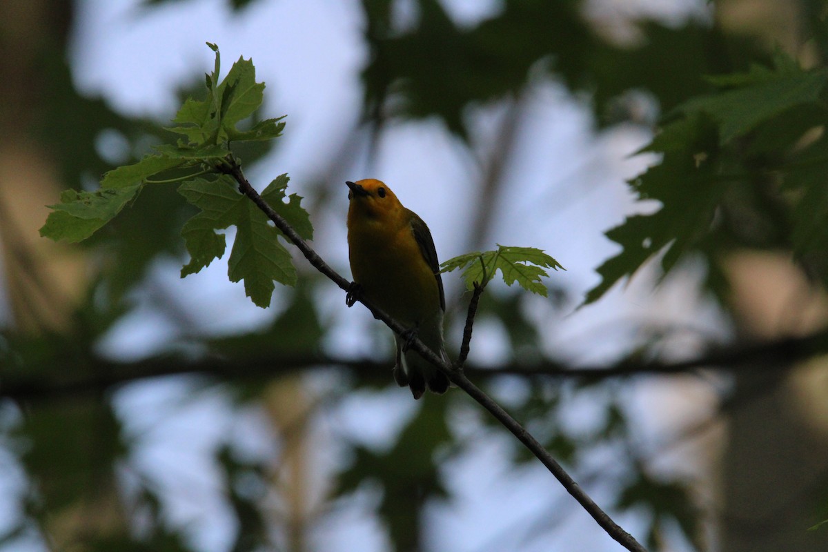 Prothonotary Warbler - ML619511624