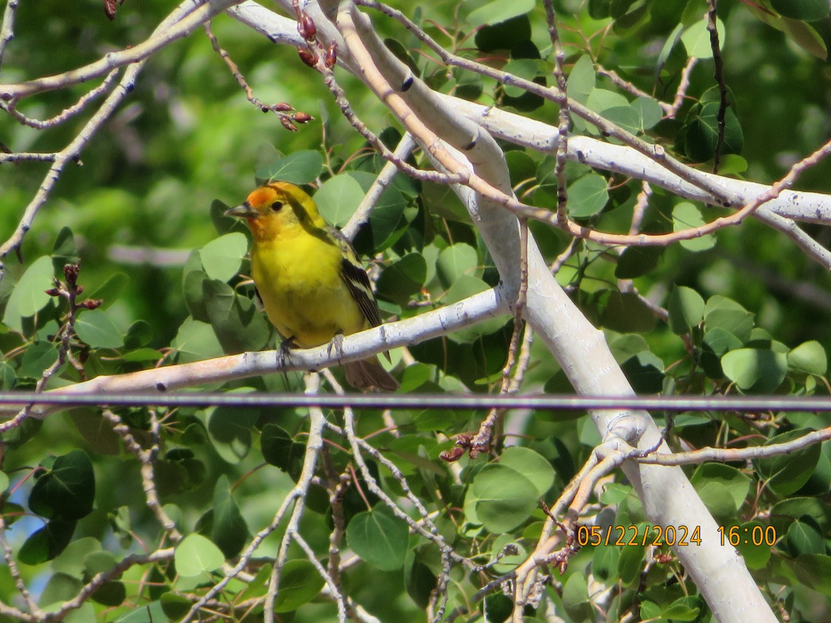 Western Tanager - ML619511634