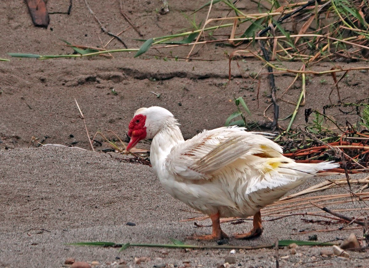 Muscovy Duck (Domestic type) - ML619511639