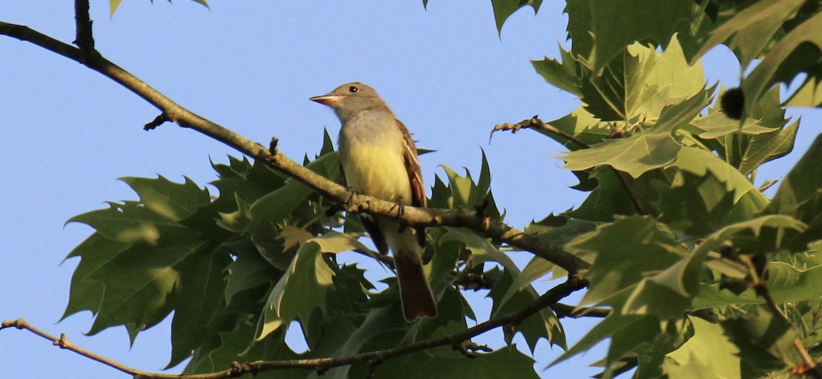 Great Crested Flycatcher - ML619511641