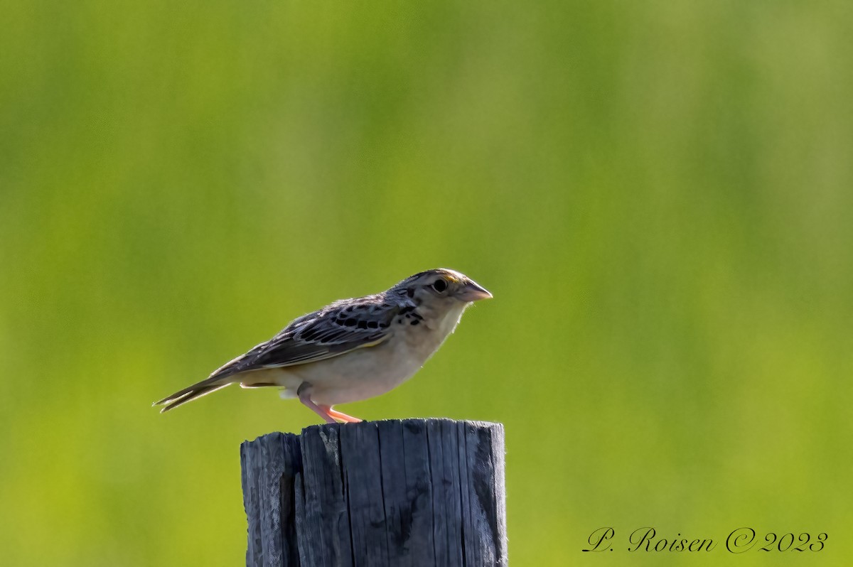 Grasshopper Sparrow - ML619511642