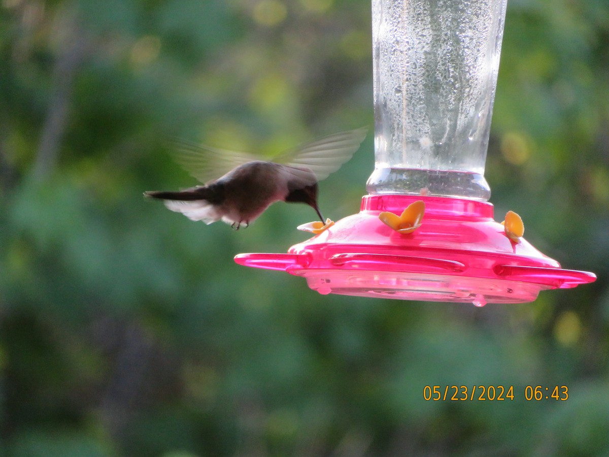 Black-chinned Hummingbird - ML619511701
