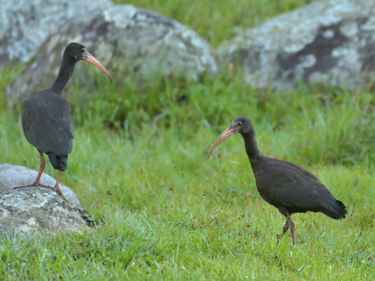 ibis tmavý - ML619511702
