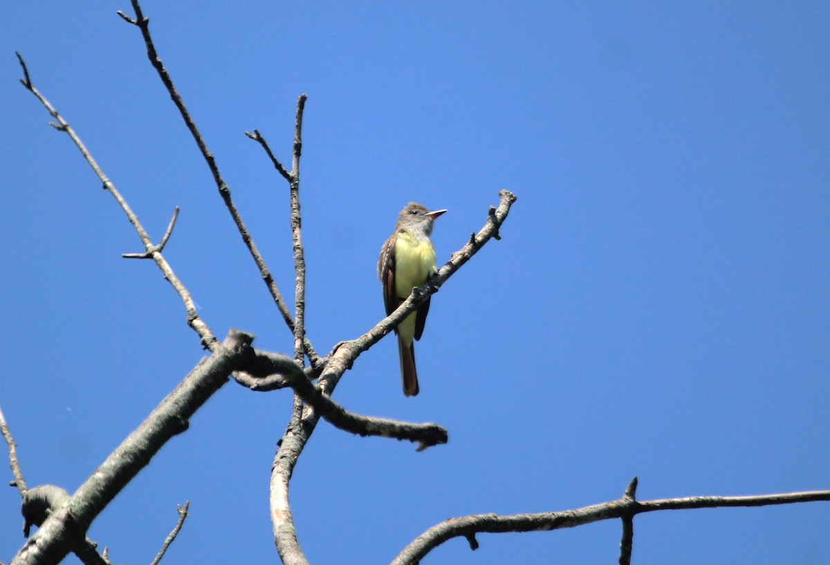 Great Crested Flycatcher - ML619511712
