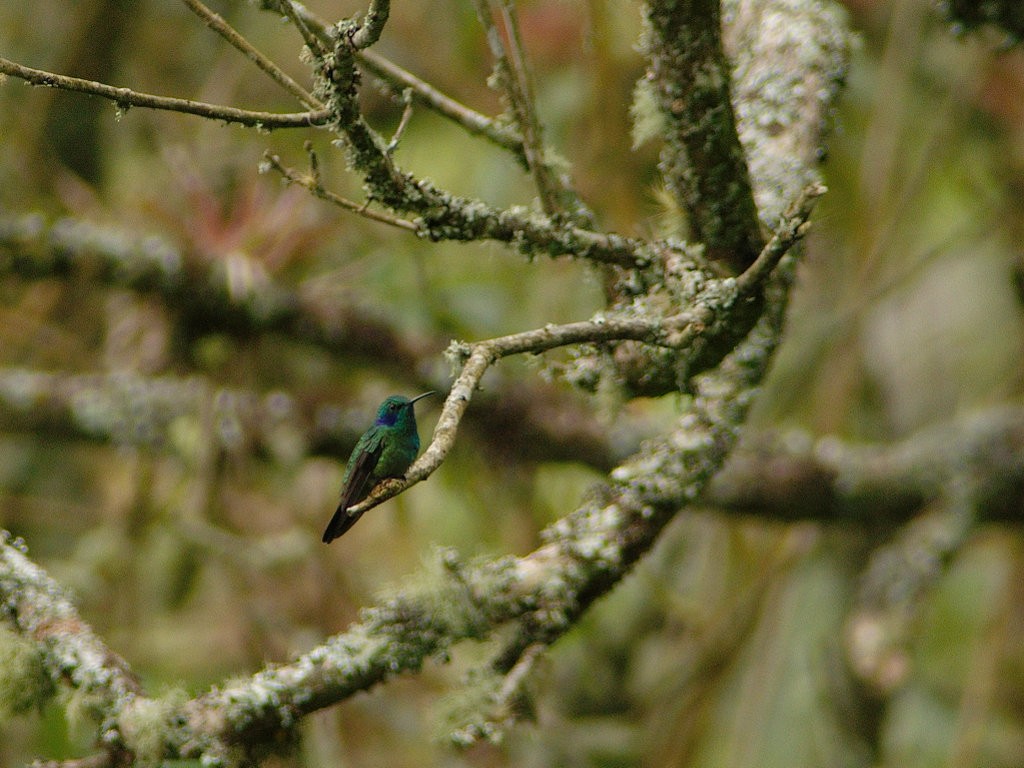 kolibřík modrouchý - ML619511762