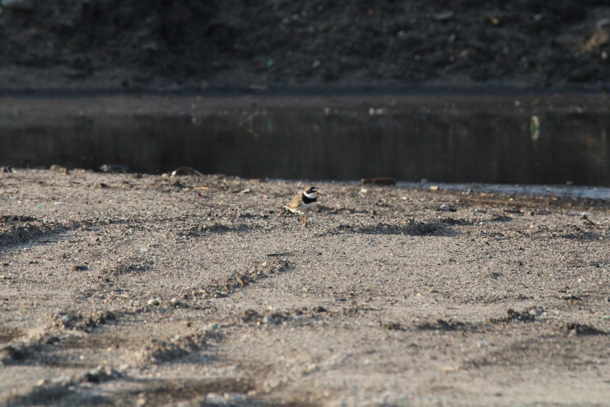 Semipalmated Plover - ML619511803