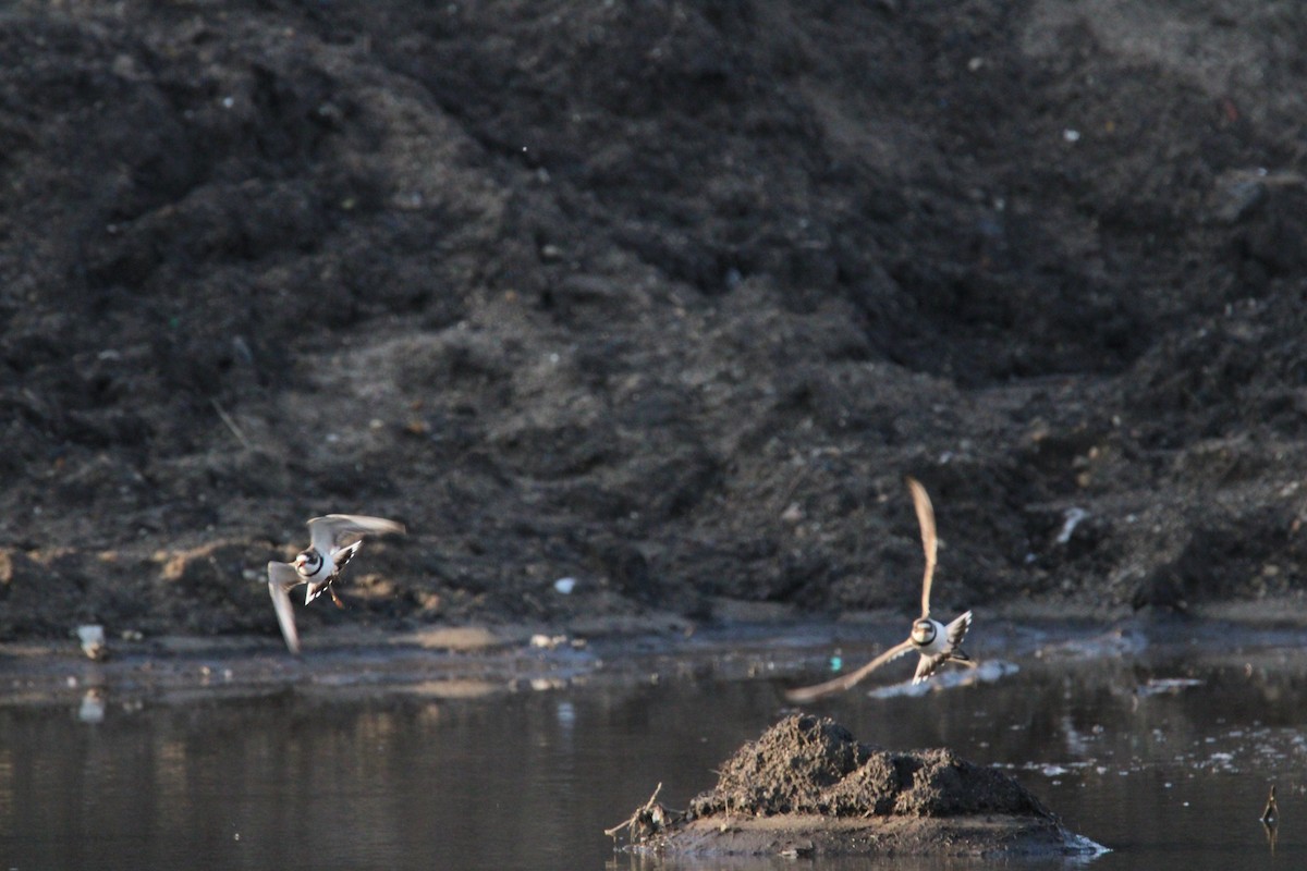 Semipalmated Plover - ML619511809