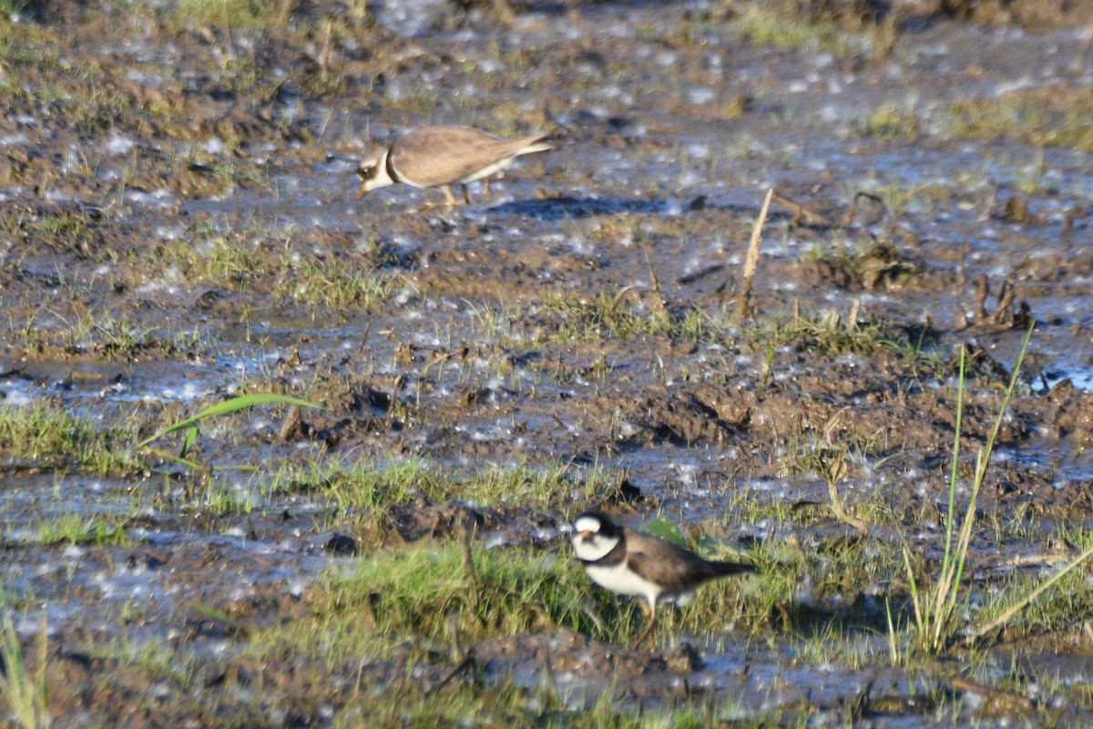 Semipalmated Plover - ML619511818