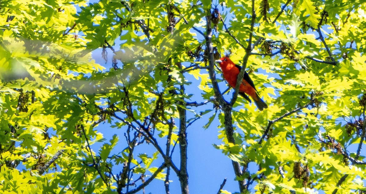 Scarlet Tanager - ML619511856