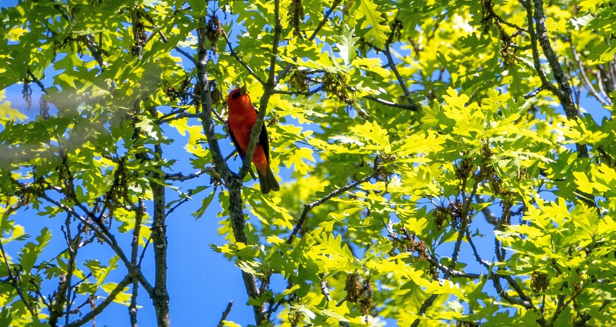 Scarlet Tanager - ML619511862