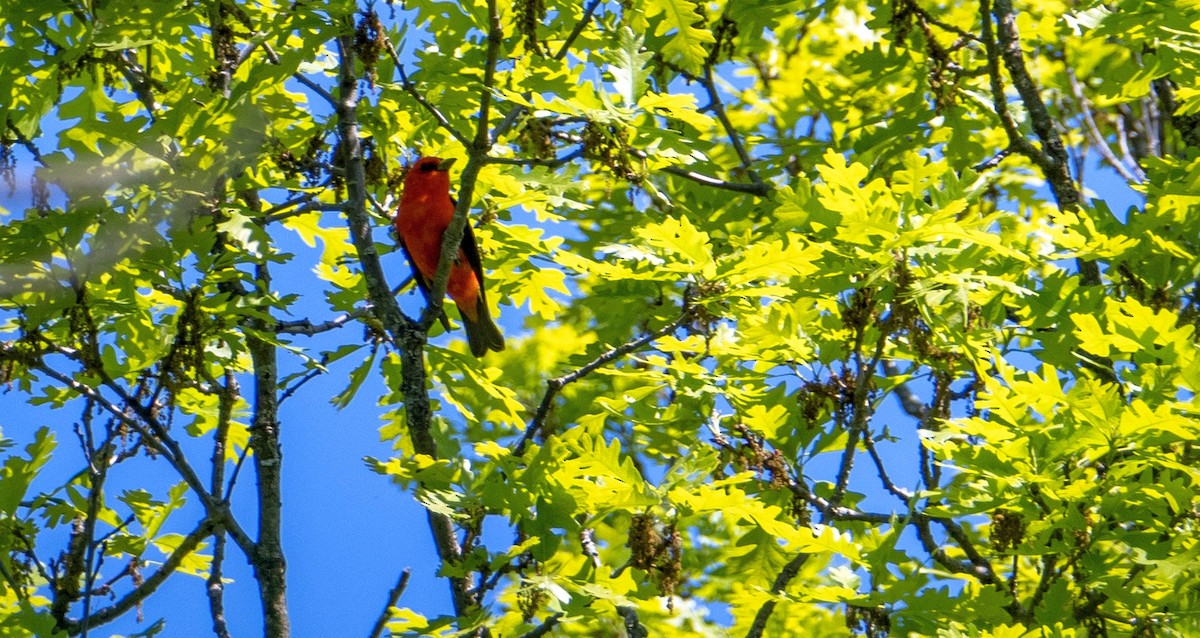 Scarlet Tanager - ML619511863
