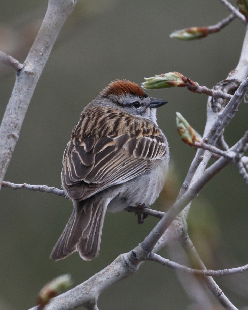 Chipping Sparrow - ML619511864