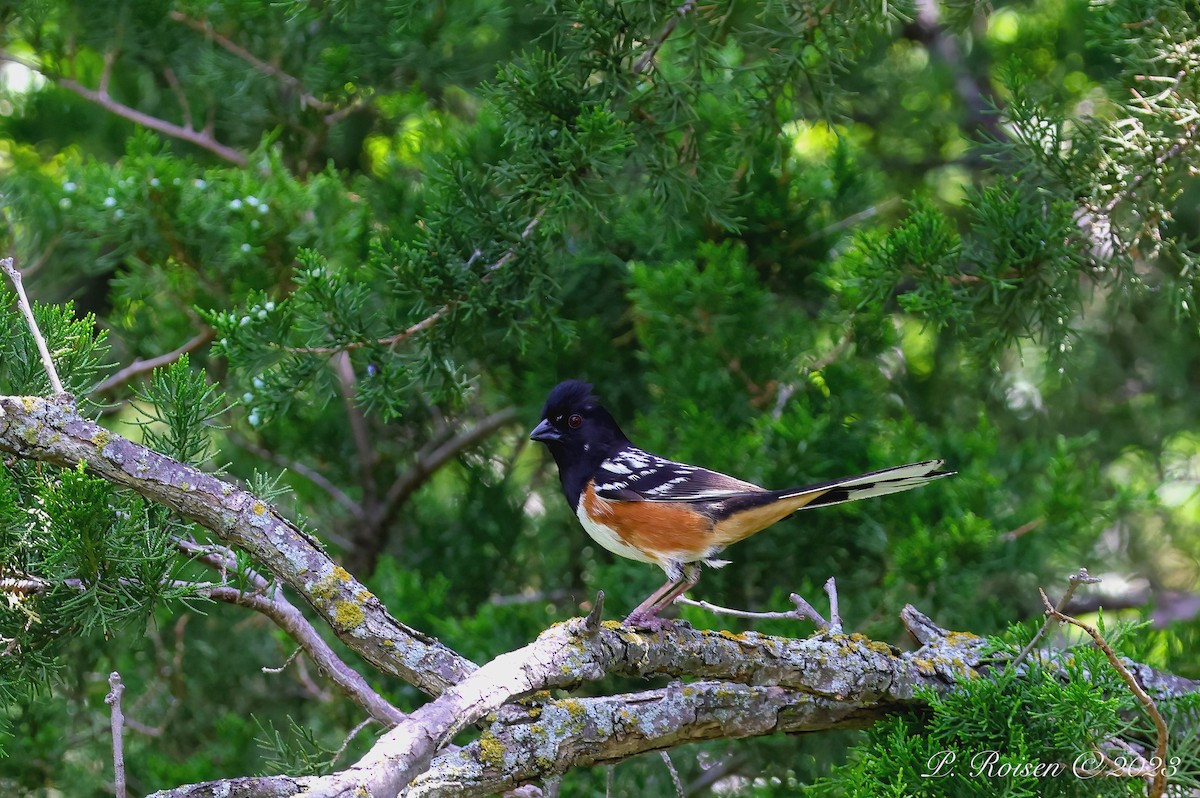 Spotted Towhee - ML619511866