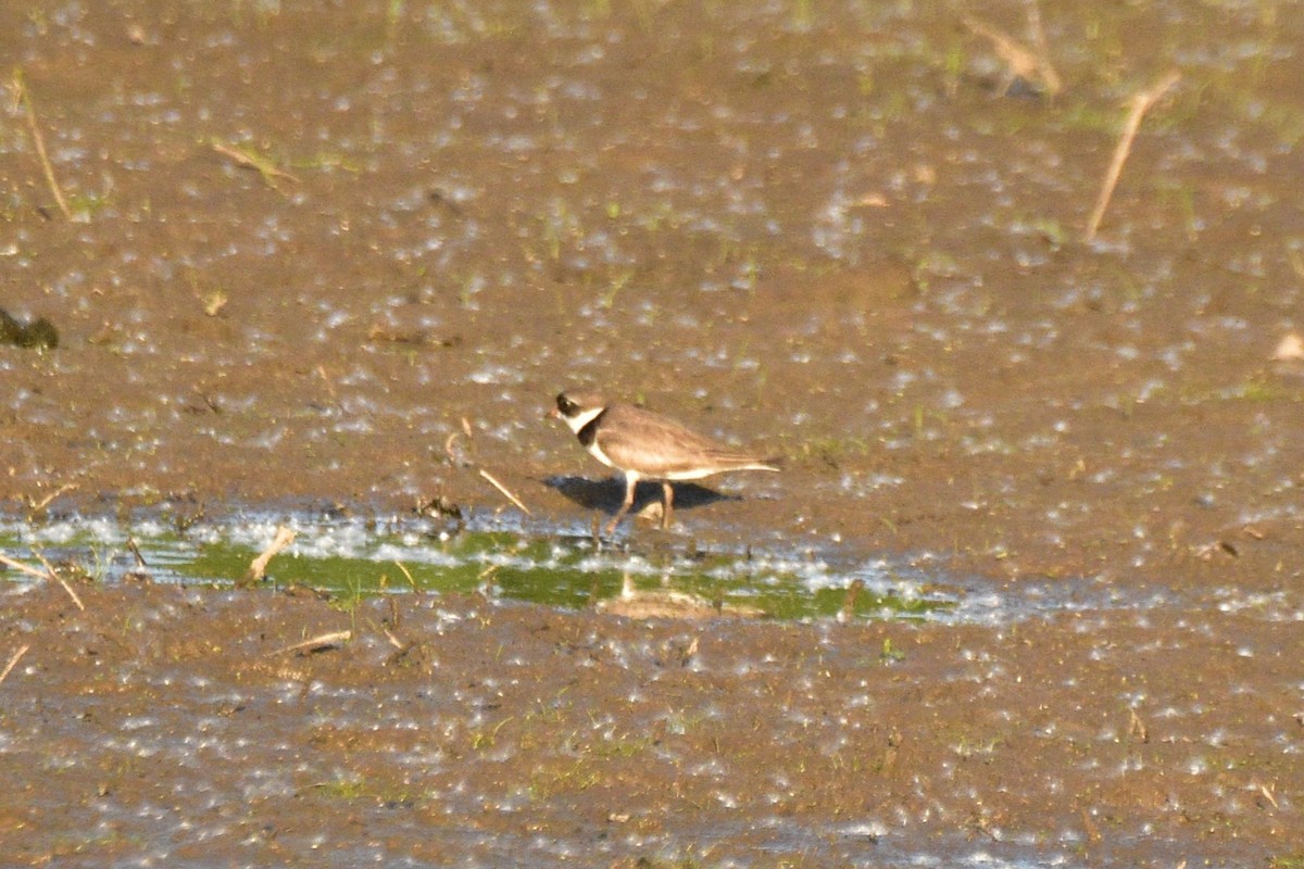 Semipalmated Plover - ML619511875