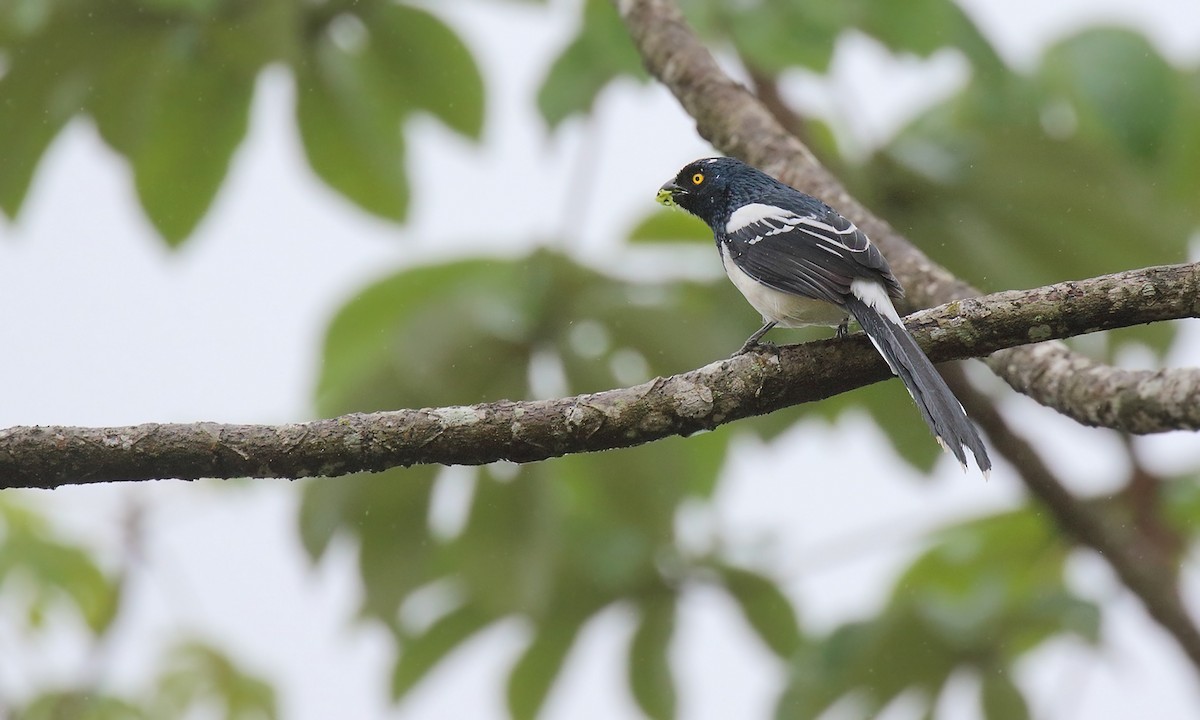 Magpie Tanager - ML619511878