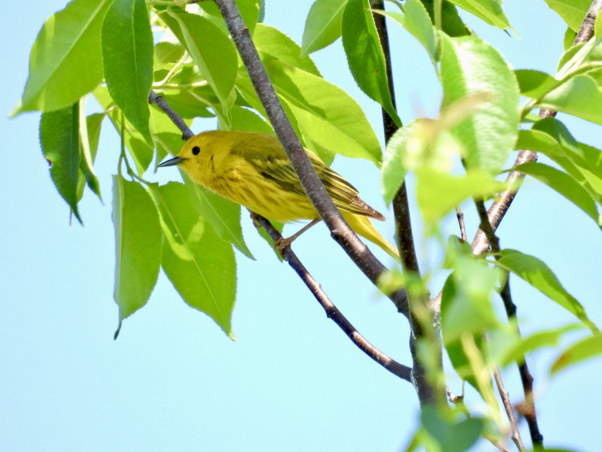 Yellow Warbler - ML619511880