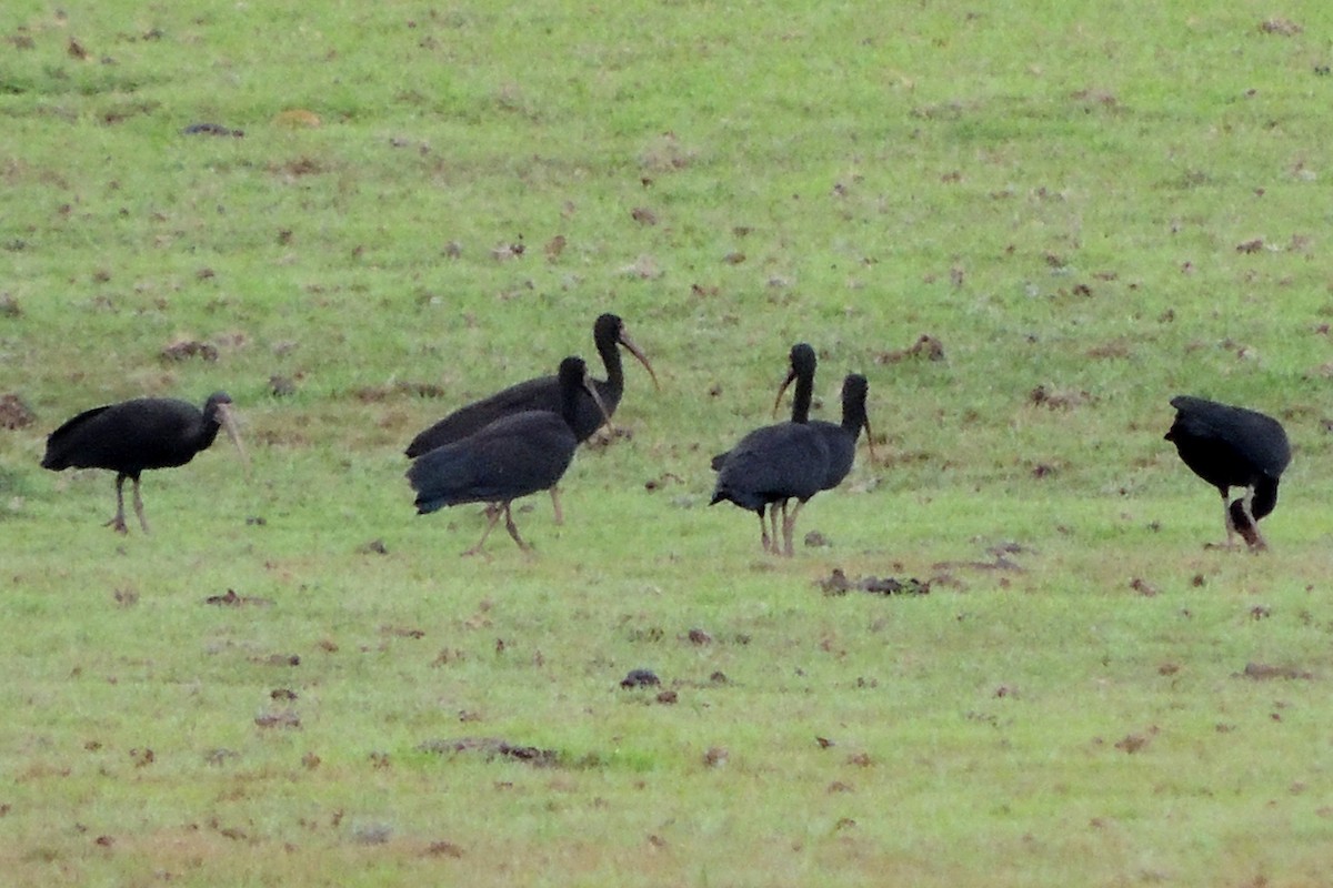 ibis tmavý - ML619511937