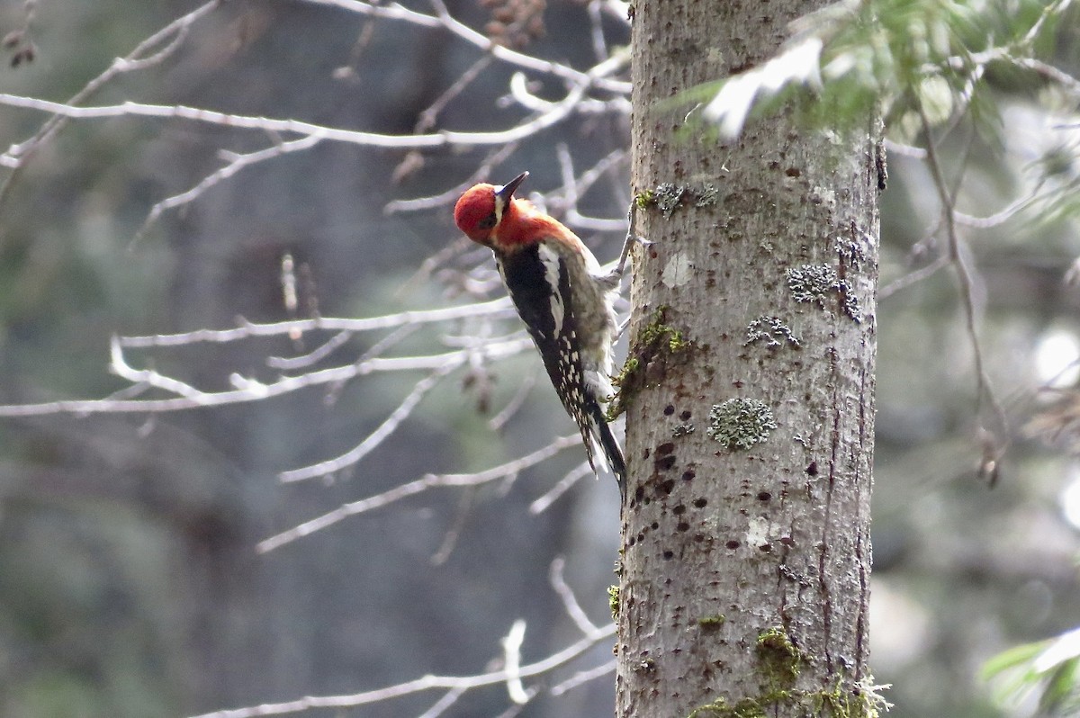 Red-breasted Sapsucker - ML619511940