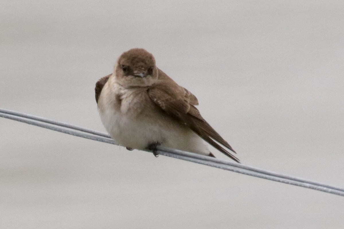 Northern Rough-winged Swallow - ML619511992