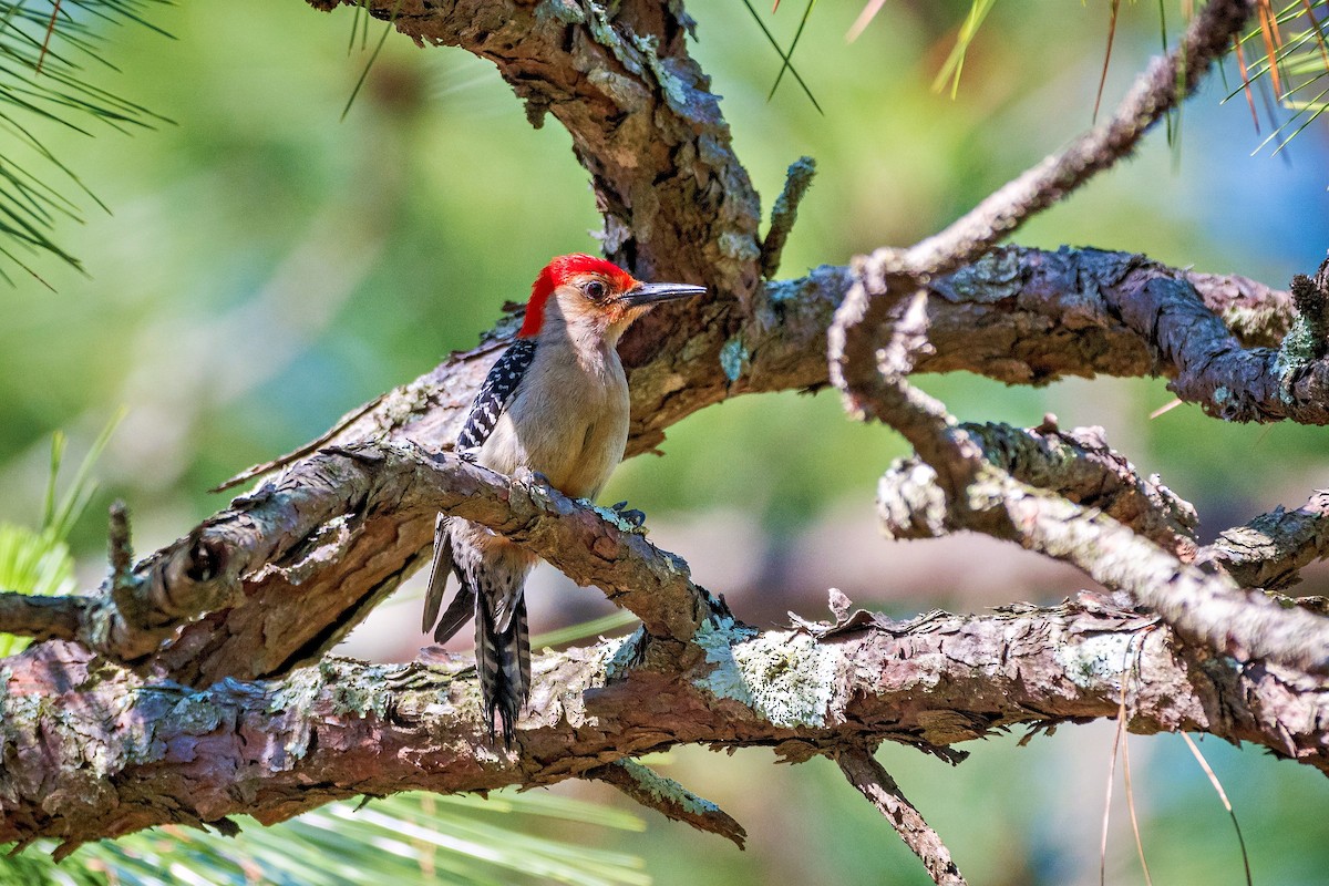 Red-bellied Woodpecker - ML619511998