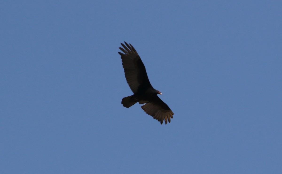 Turkey Vulture - ML619512014