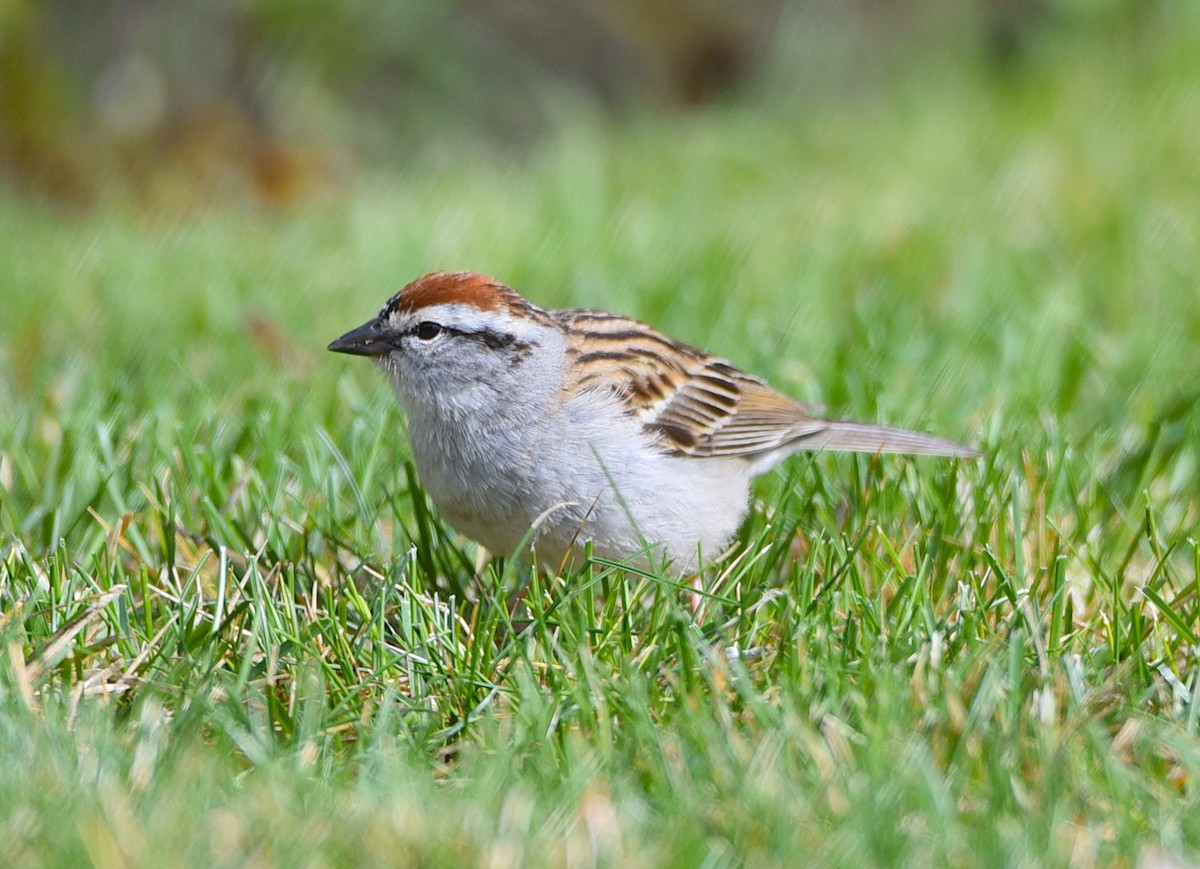 Chipping Sparrow - ML619512015