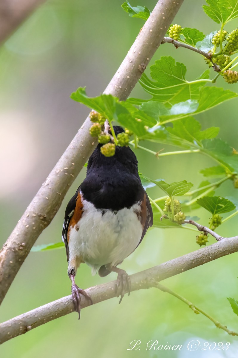 Spotted Towhee - ML619512020