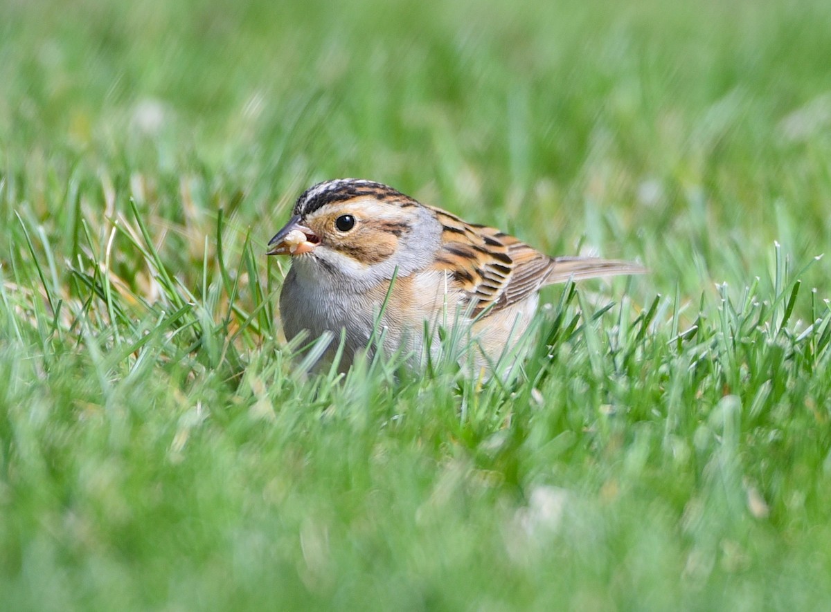 Clay-colored Sparrow - ML619512032