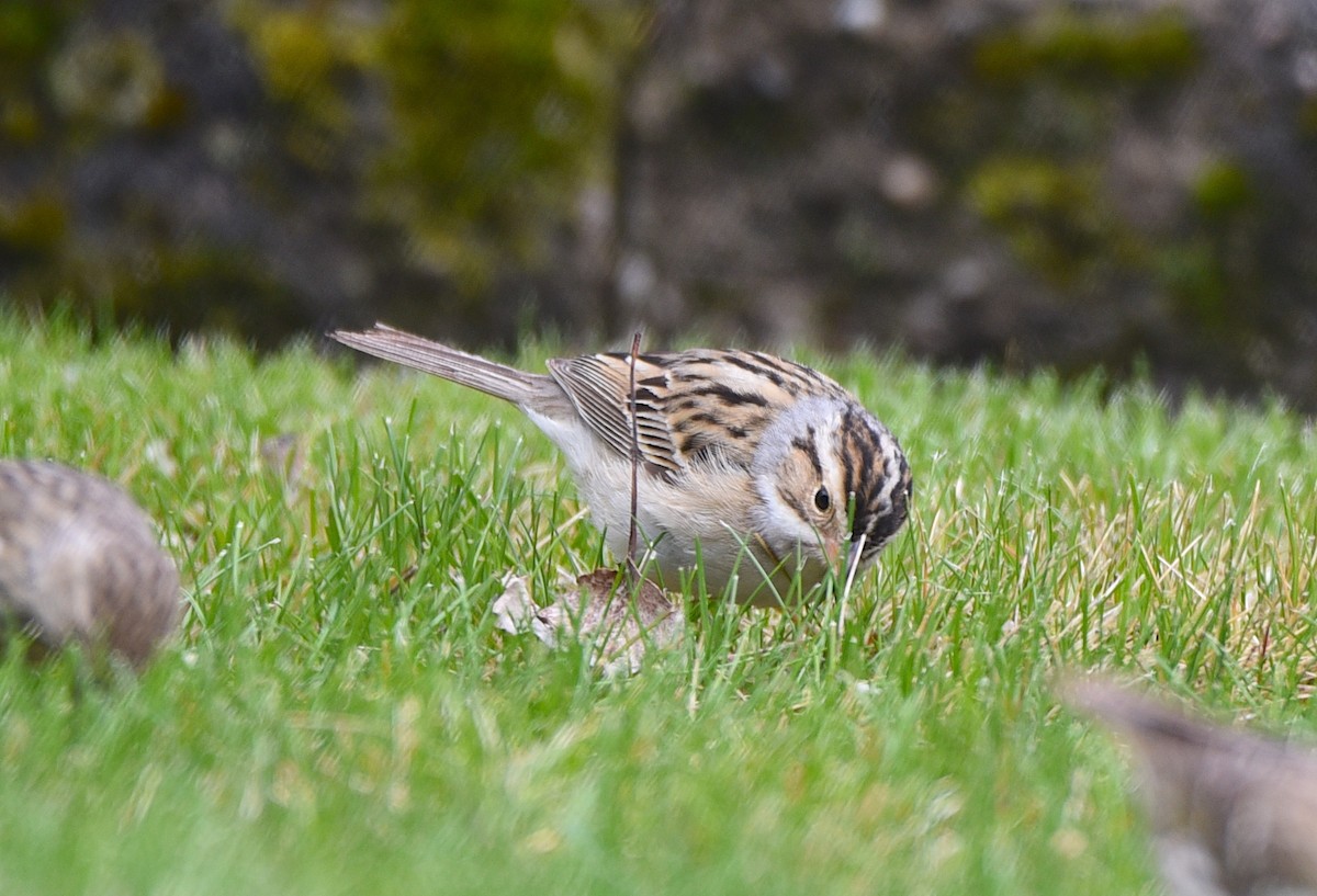 Clay-colored Sparrow - ML619512033